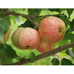 Omenapuu Malus domestica Viheraarni Moskovan Päärynäomena