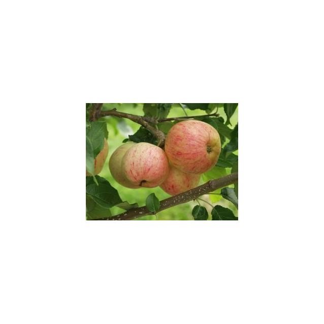 Omenapuu Malus domestica Maisematukku Moskovan Päärynäomena