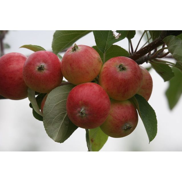 Omenapuu Malus domestica Maisematukku Pirja