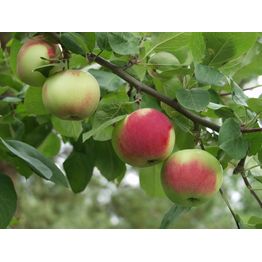 Omenapuu Malus domestica Viheraarni Punainen Melba