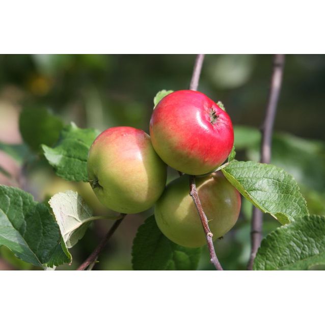 Omenapuu Malus domestica Maisematukku Punakaneli