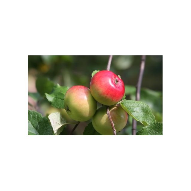 Omenapuu Malus domestica Maisematukku Punakaneli hillittykasvuinen