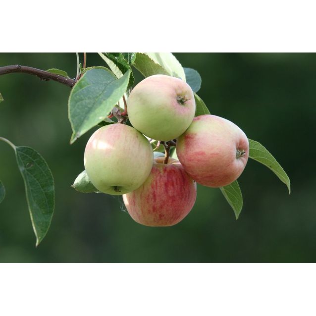 Omenapuu Malus domestica Maisematukku Sokerimiron