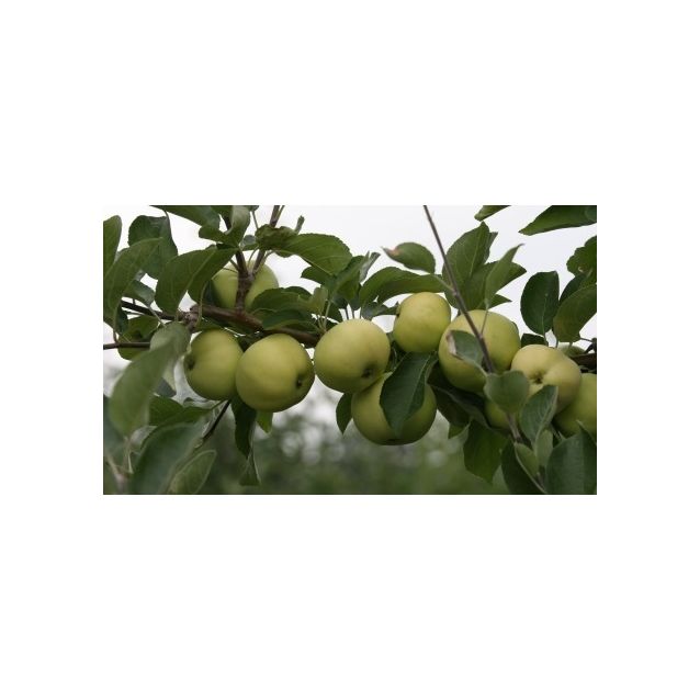 Omenapuu Malus domestica Maisematukku Valkeakuulas hillittykasvuinen