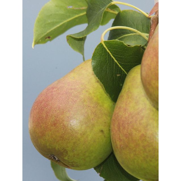 Päärynä Pyrus communis Maisematukku Lada