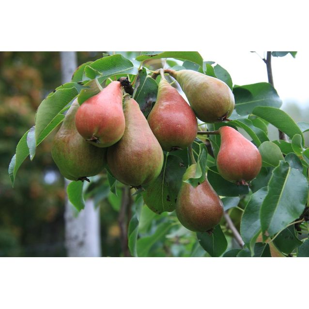 Päärynä Pyrus communis Maisematukku Pepi