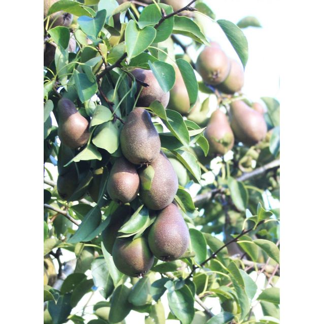 Päärynä Pyrus communis Maisematukku Siska Tshizhovskaja