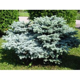 Pallohopeakuusi Picea pung. Viheraarni Glauca Globosa 30-40