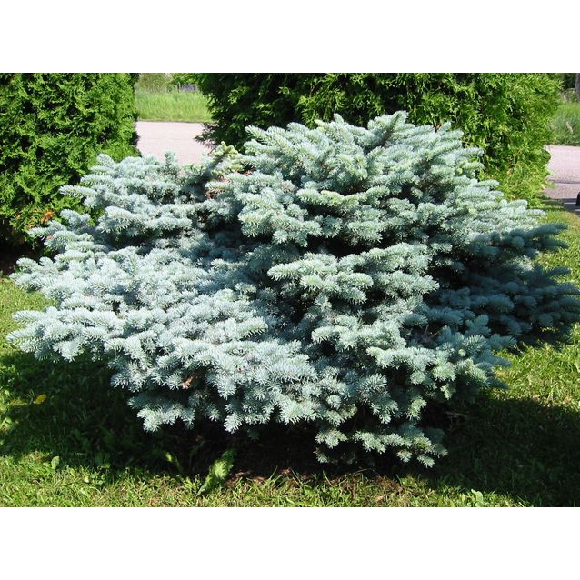Pallohopeakuusi Picea pung. Maisematukku Glauca Globosa 30-40