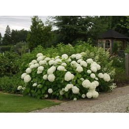 Pallohortensia Hydrangea arborescens Viheraarni Annabelle