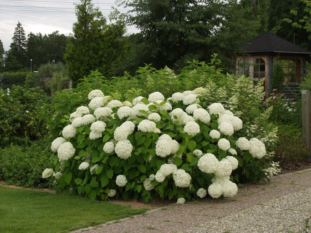 Pallohortensia Hydrangea Arborescens Viheraarni Annabelle Pallohortensia Hydrangea Arborescens Viheraarni Annabelle