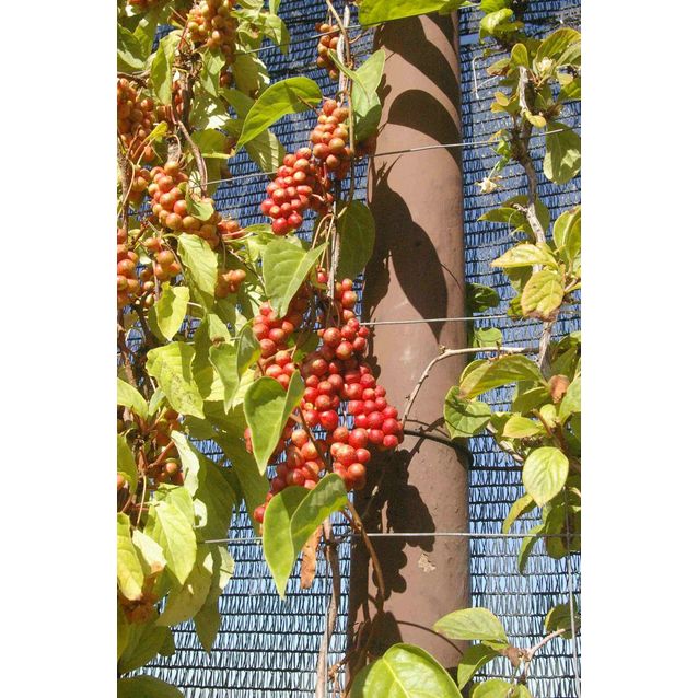 Palsamiköynnös Schisandra chinensis Maisematukku Sadova 1