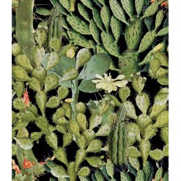 Paneelitapetti Mindthegap Opuntia Anthracite 1,56x3 m