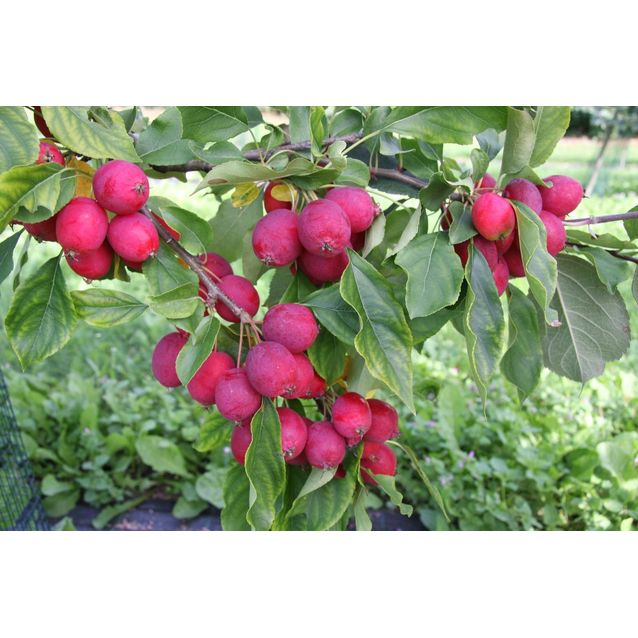 Paratiisiomenapuu Malus Maisematukku Dolgo 150-200