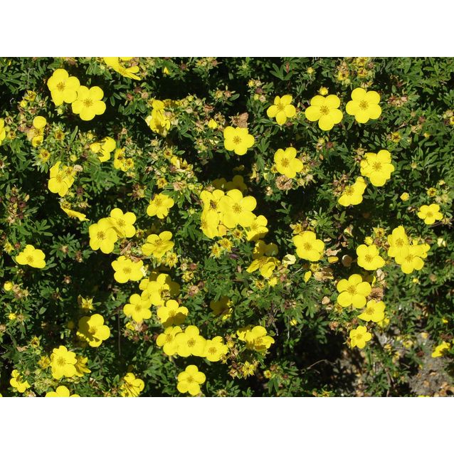 Pensashanhikki Dasiphora fr. Maisematukku Goldfinger