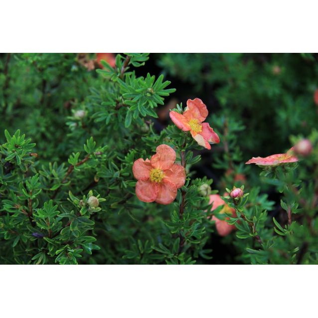 Pensashanhikki Dasiphora fr. Maisematukku Red Ace