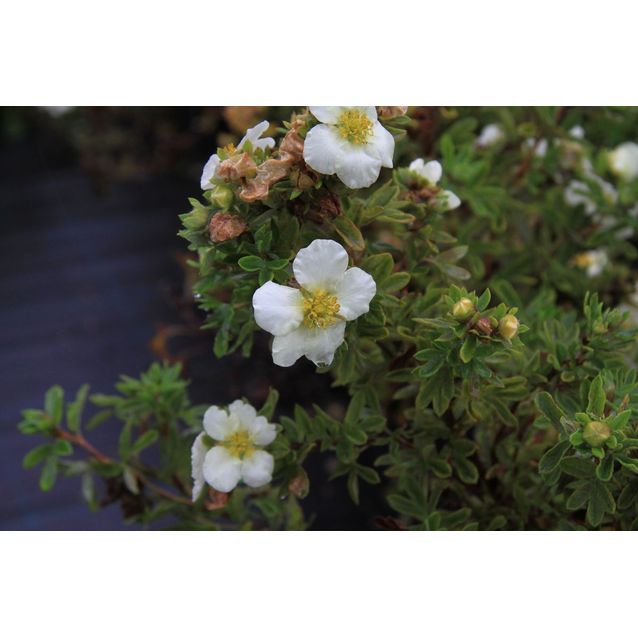 Pensashanhikki Dasiphora fr. Maisematukku Tilford Cream