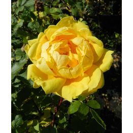 Persiankeltaruusu Rosa foetida Viheraarni Persian Yellow