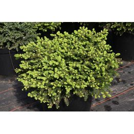 Pesäkuusi Picea abies Viheraarni Nidiformis 30-40