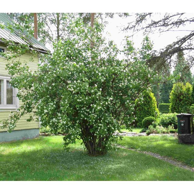 Pihajasmike Philadelphus coronarius Maisematukku