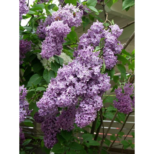 Pihasyreeni Syringa vulgaris Maisematukku