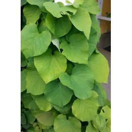 Piippuköynnös Aristolochia macrophylla Viheraarni