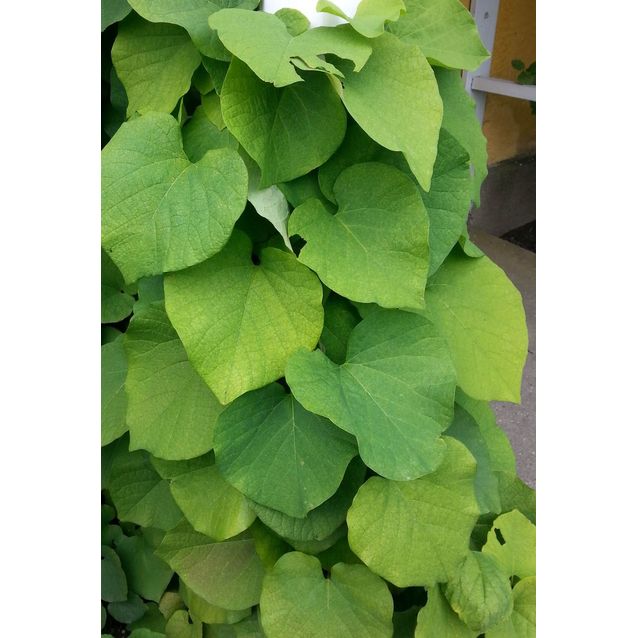 Piippuköynnös Aristolochia macrophylla Maisematukku