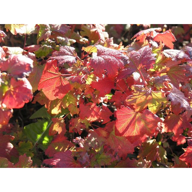 Pikkuherukka Ribes glandulosum Maisematukku Lamoherukka