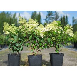 Pikkuhortensia Hydrangea paniculata Viheraarni Bobo
