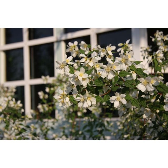 Pikkujasmike Philadelphus x lemoinei Maisematukku Erectus