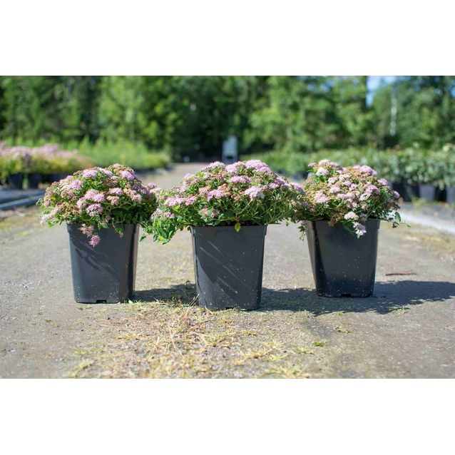 Pikkukeijuangervo Spiraea jap. Maisematukku Nana