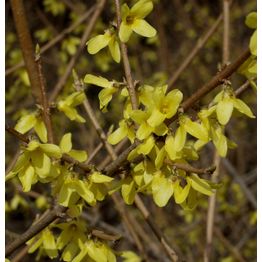 Pikkuonnenpensas Forsythia x intermedia Viheraarni Mini Gold