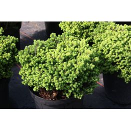 Pikkupesäkuusi Picea abies Viheraarni Little Gem 20-25