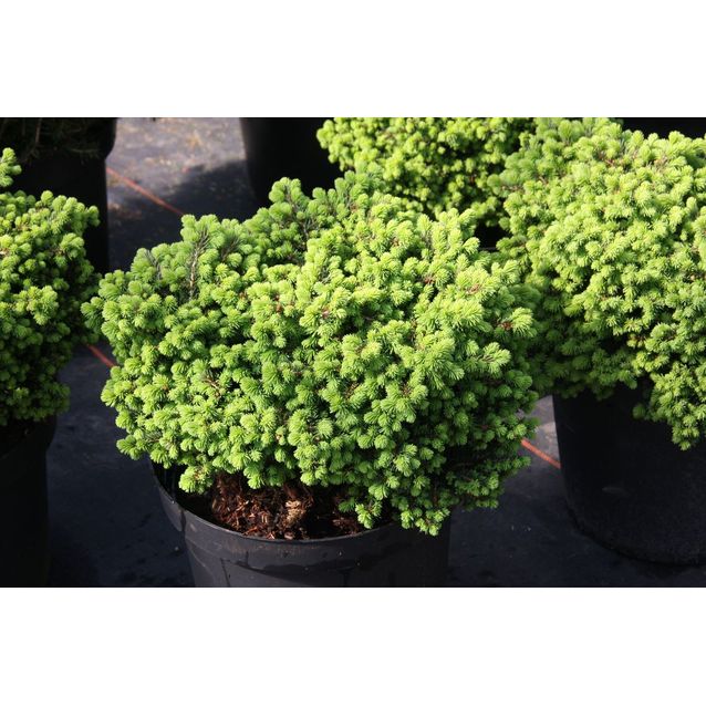 Pikkupesäkuusi Picea abies Maisematukku Little Gem 20-25