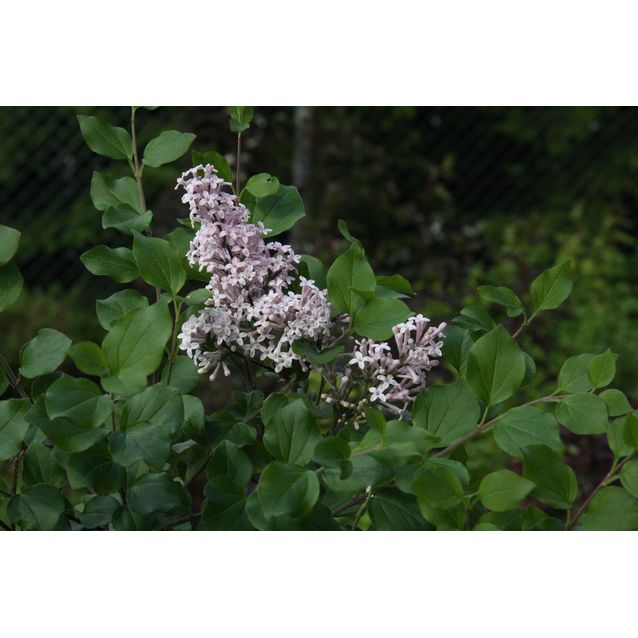 Pikkusyreeni Syringa meyeri Maisematukku Palibin