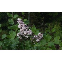 Pikkusyreeni Syringa meyeri Viheraarni Palibin 80