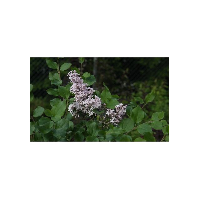 Pikkusyreeni Syringa meyeri Maisematukku Palibin 80