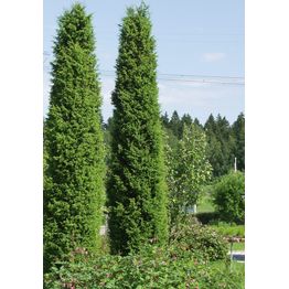 Pilarikataja Juniperus communis Viheraarni Suecica 80-100
