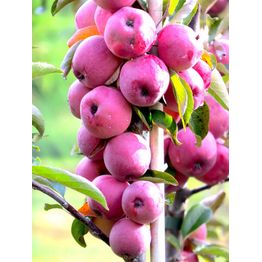 Pilariomenapuu Malus Viheraarni Elina