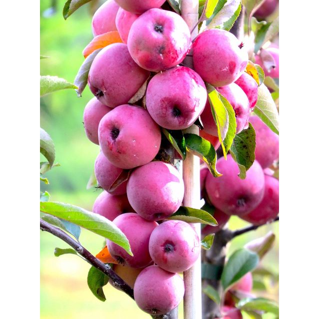 Pilariomenapuu Malus Maisematukku Elina