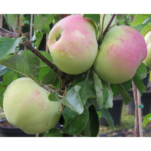 Pilariomenapuu Malus Maisematukku Medoc