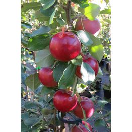 Pilariomenapuu Malus Viheraarni Punainen Helminauha