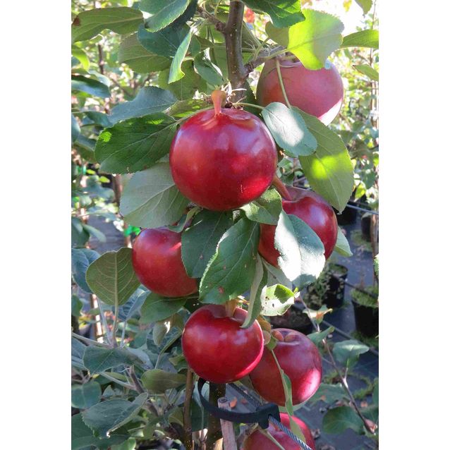 Pilariomenapuu Malus Maisematukku Punainen Helminauha