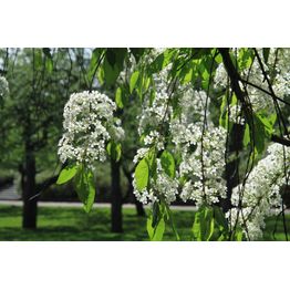 Pilvikirsikka Prunus pensylvanica Viheraarni 150-200