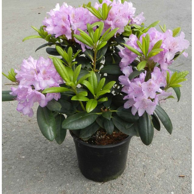 Puistoalppiruusu Rhododendron Maisematukku Cataw. Grandiflorum 30-40