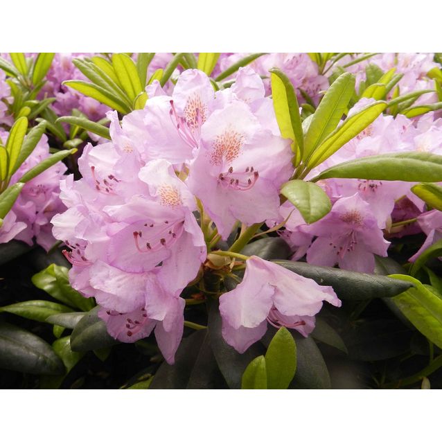 Puistoalppiruusu Rhododendron Maisematukku Pink Purple Dream 30-40