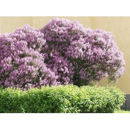 Puistosyreeni Syringa x henryi Viheraarni