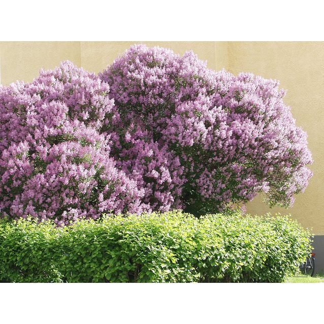 Puistosyreeni Syringa x henryi Maisematukku