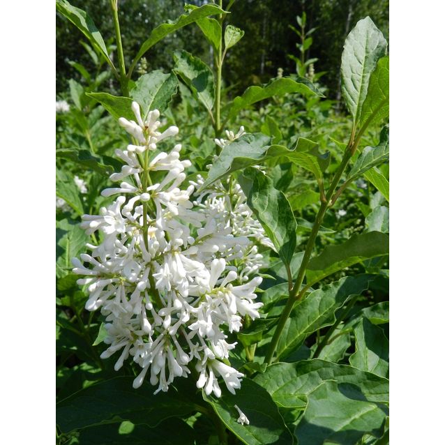 Puistosyreeni valk. Syringa x henryi Maisematukku Tammelan kaunotar 120-150