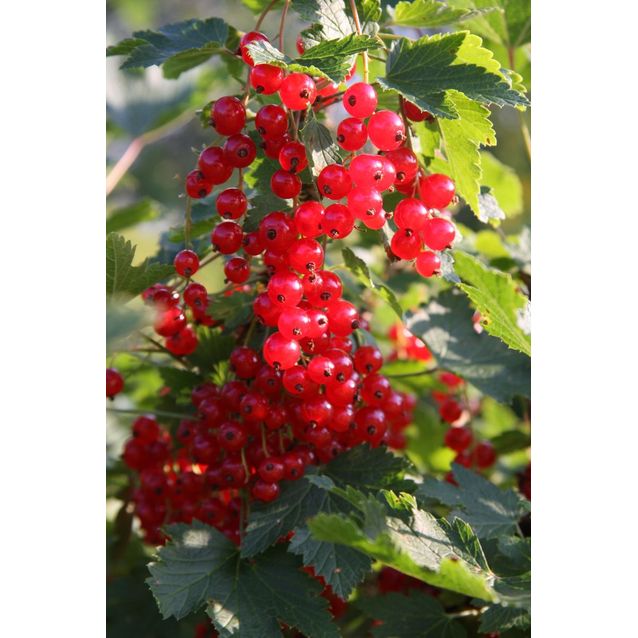 Punaherukka Ribes Maisematukku Jonkheer Van Tets